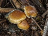 Psilocybe pelliculosa image