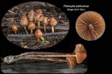 Psilocybe pelliculosa image