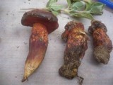 Boletus permagnificus image