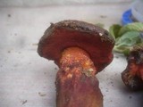 Boletus permagnificus image