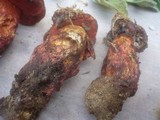 Boletus permagnificus image