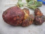 Boletus permagnificus image