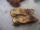 Boletus permagnificus image