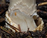 Amanita pekeoides image