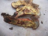Boletus permagnificus image