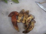 Boletus permagnificus image