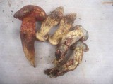 Boletus permagnificus image