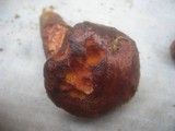 Boletus permagnificus image