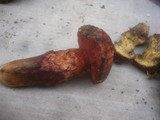 Boletus permagnificus image