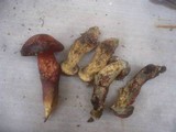 Boletus permagnificus image