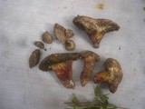 Boletus roseoalbidus image