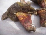 Boletus roseoalbidus image