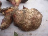 Boletus roseoalbidus image