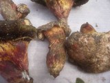 Boletus roseoalbidus image