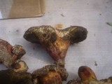 Boletus roseoalbidus image