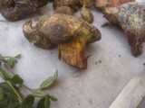 Boletus roseoalbidus image