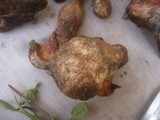 Boletus roseoalbidus image