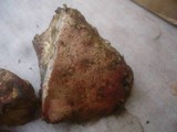 Boletus roseoalbidus image