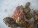 Boletus roseoalbidus image