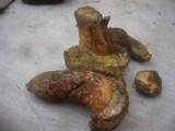 Boletus roseoalbidus image