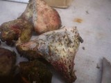 Boletus roseoalbidus image