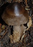Amanita pekeoides image