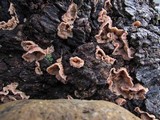 Merulius tremellosus image