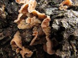 Merulius tremellosus image