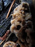 Merulius tremellosus image
