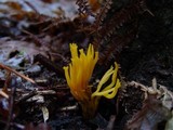 Calocera viscosa image