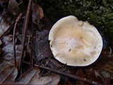 Hebeloma crustuliniforme image