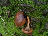 Chroogomphus rutilus image