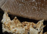 Amanita pekeoides image