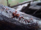 Coryne dubia image