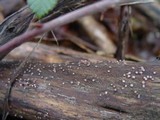 Coryne dubia image