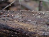 Coryne dubia image