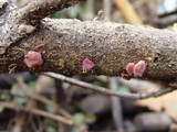 Ascocoryne sarcoides image