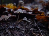 Mycena leptocephala image