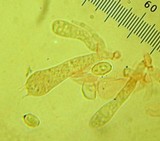 Rhodocybe hondensis image