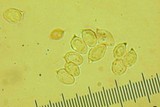 Rhodocybe hondensis image