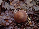 Cortinarius torvus image