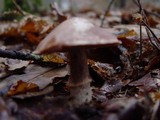 Cortinarius torvus image