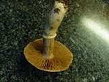 Cortinarius torvus image