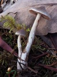 Cortinarius paleaceus image