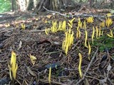 Clavulinopsis laeticolor image