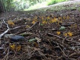 Clavulinopsis laeticolor image