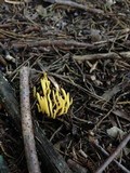 Clavulinopsis laeticolor image