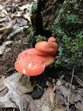 Fistulina hepatica image