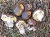 Suillus luteus image
