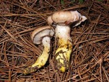 Gomphidius oregonensis image